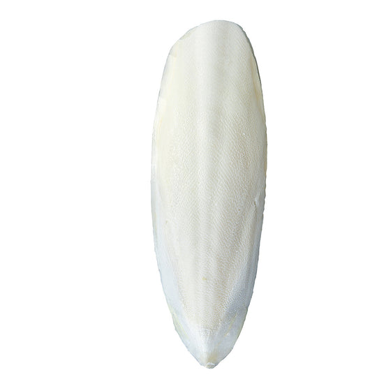 かじってカットルボーン 2個 MB-307 ペット用品 マルカン