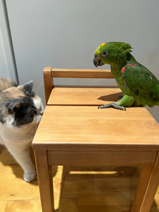 万能木製 CHIBI MOKU ISU（ゴムの木）2個セット（※他商品と同時購入不可） 家具 株式会社ソイズ