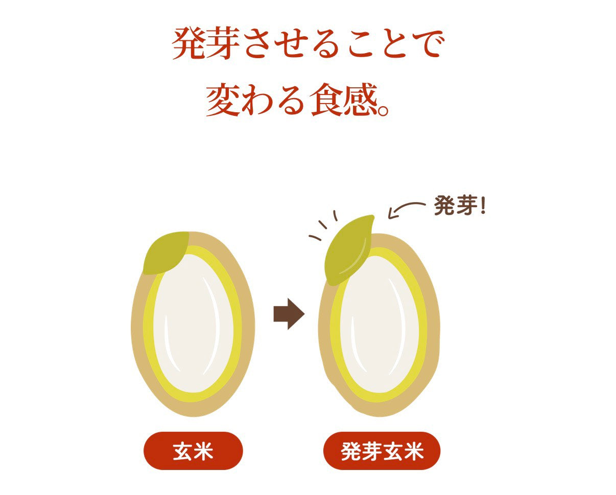 【6/3 18時～販売スタート】FANCL 国内産玄米 発芽米 750g 食品 FANCL