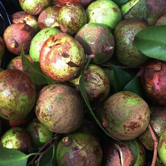 EN ツバキシャンプー（加唐島の椿／佐賀県） SOISHOp.onelinestore